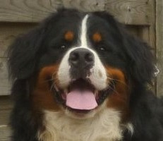 Berner kane samaika