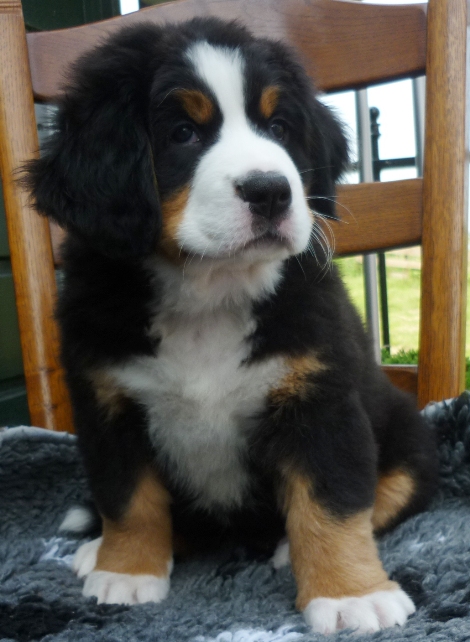pup1