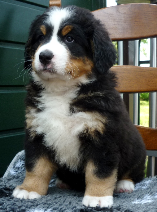 pup2
