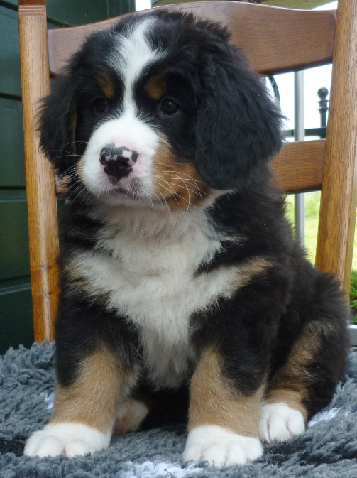 pup3