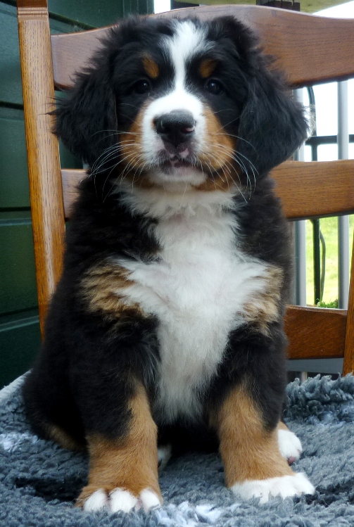 pup6