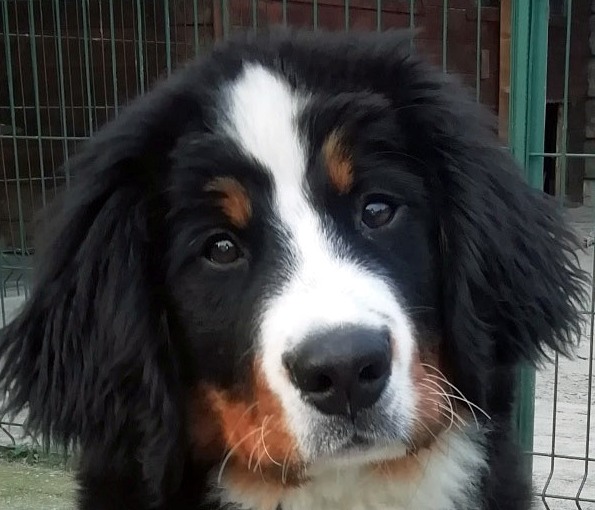 Berner Vaya