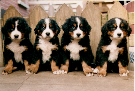 puppen
