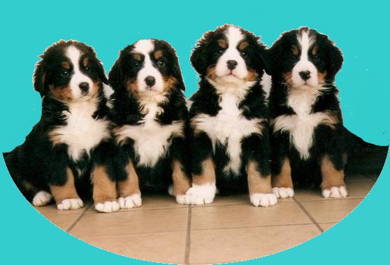 Berner pups