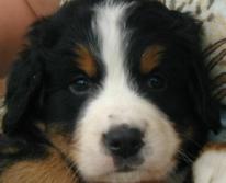 pupkop