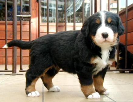 pup zydke