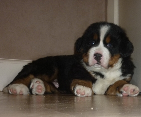 liaspup
