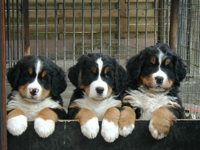 pups