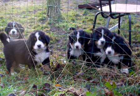 spelende pups