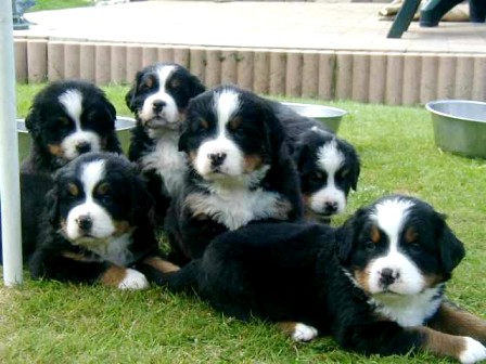 pups yasm