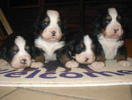 pups klein