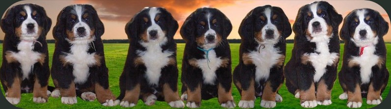 berner pups samaika