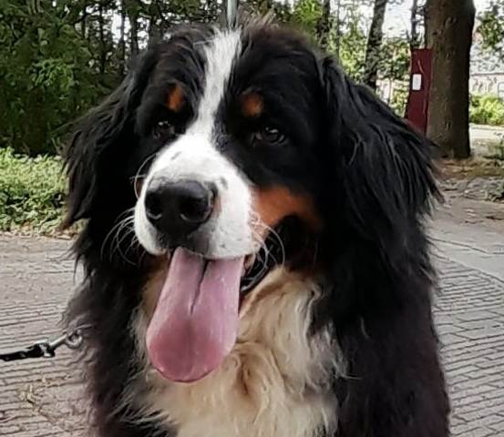 Renske